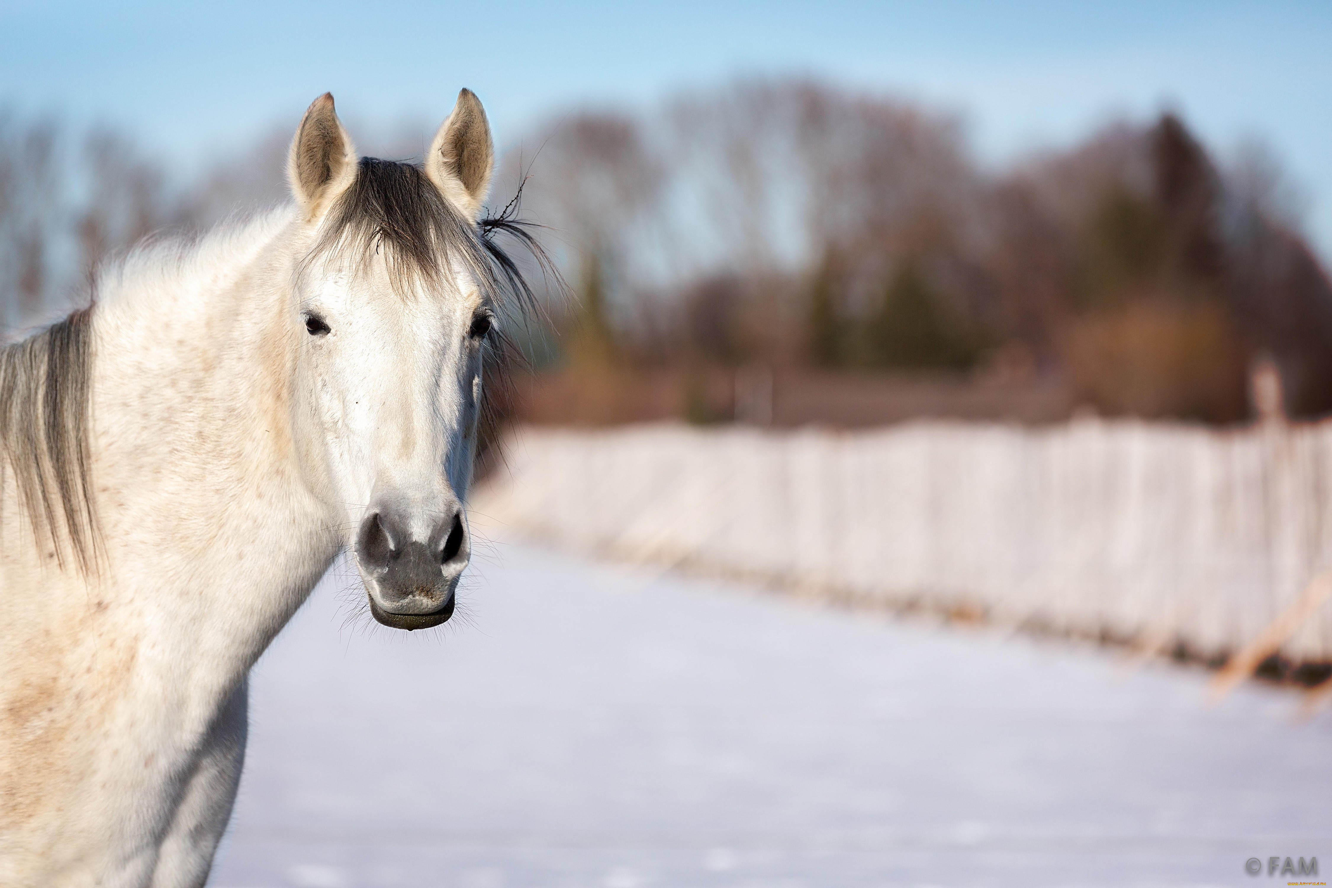 Лошадь 3 месяца. Морда лошади. Лошади зимой. Белая лошадь. Морда белой лошади.